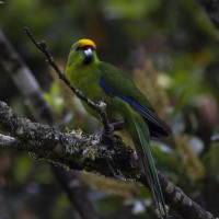 Yellow-crowned Parakeet